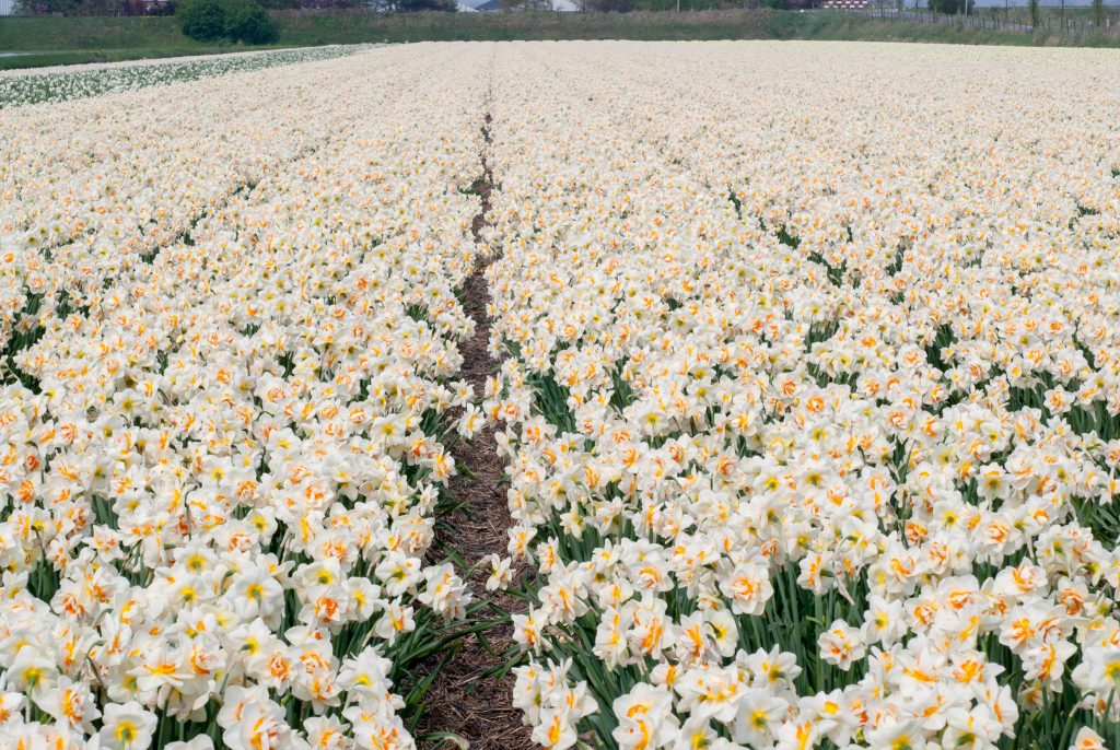 A field of double white daffodils interspersed with orange segments, Daffodil Flower Parade from Colorblends.