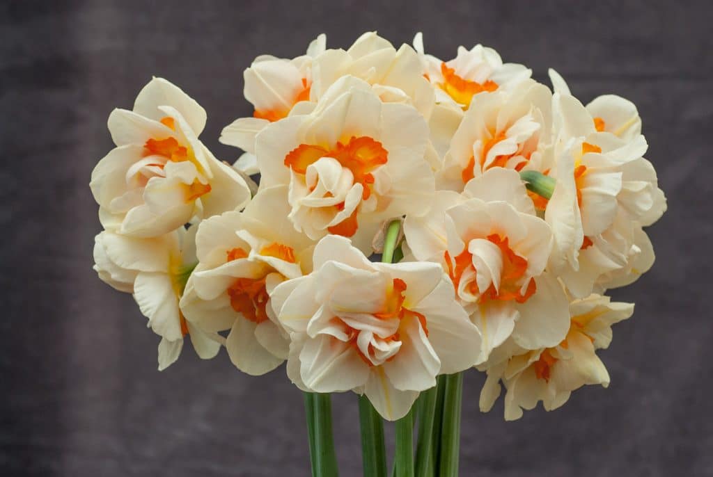 Cut flowers of double white daffodils interspersed with bright orange segments, Daffodil Flower Parade from Colorblends.