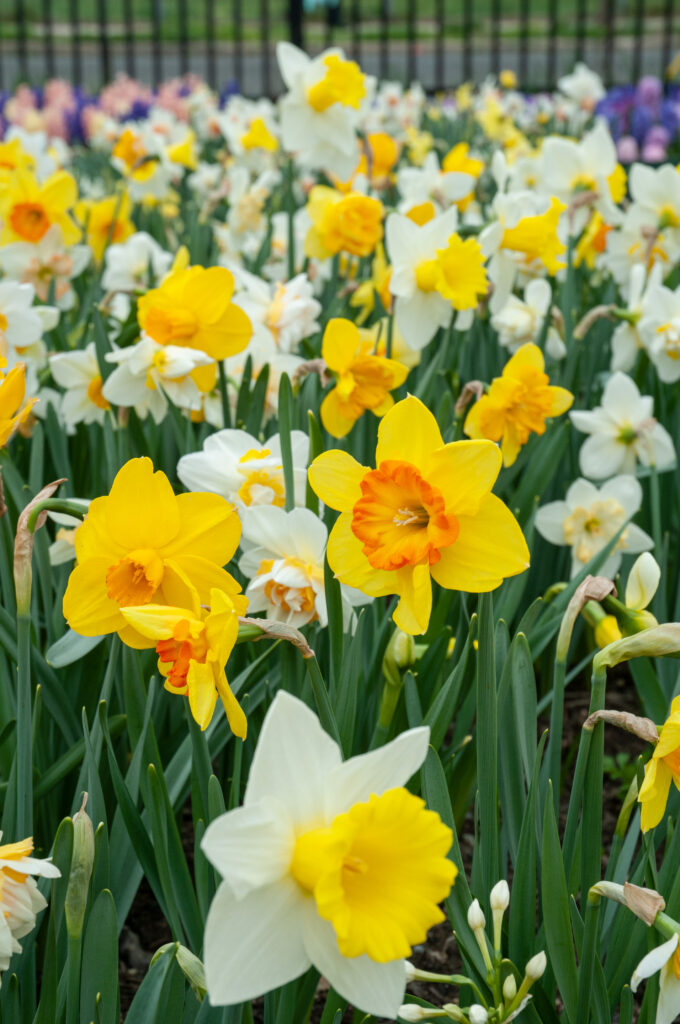 Field Daffodils:Fresh Daffodils