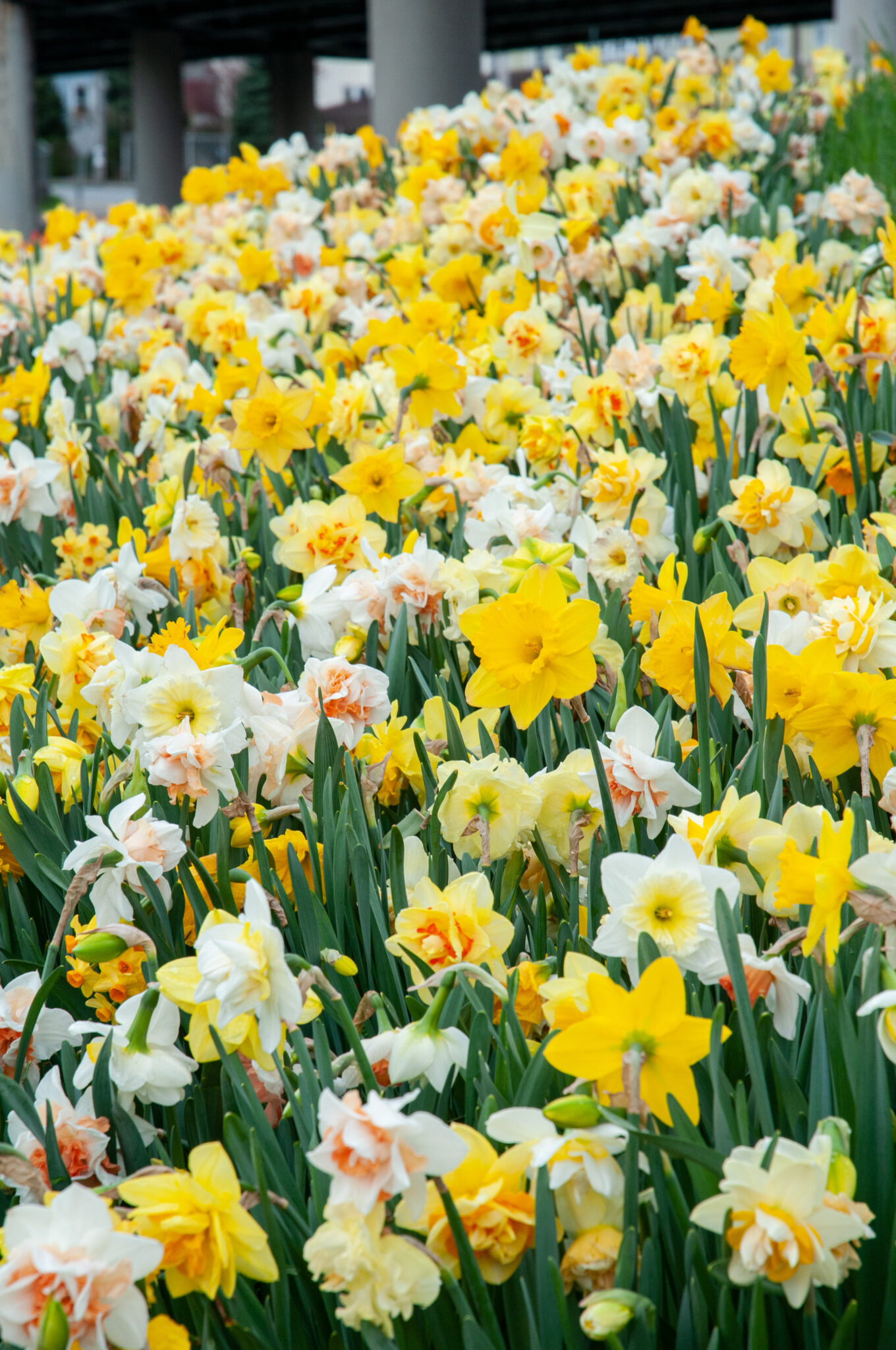 Daffodil Mix Long Lasting Mix - Bulk Offer