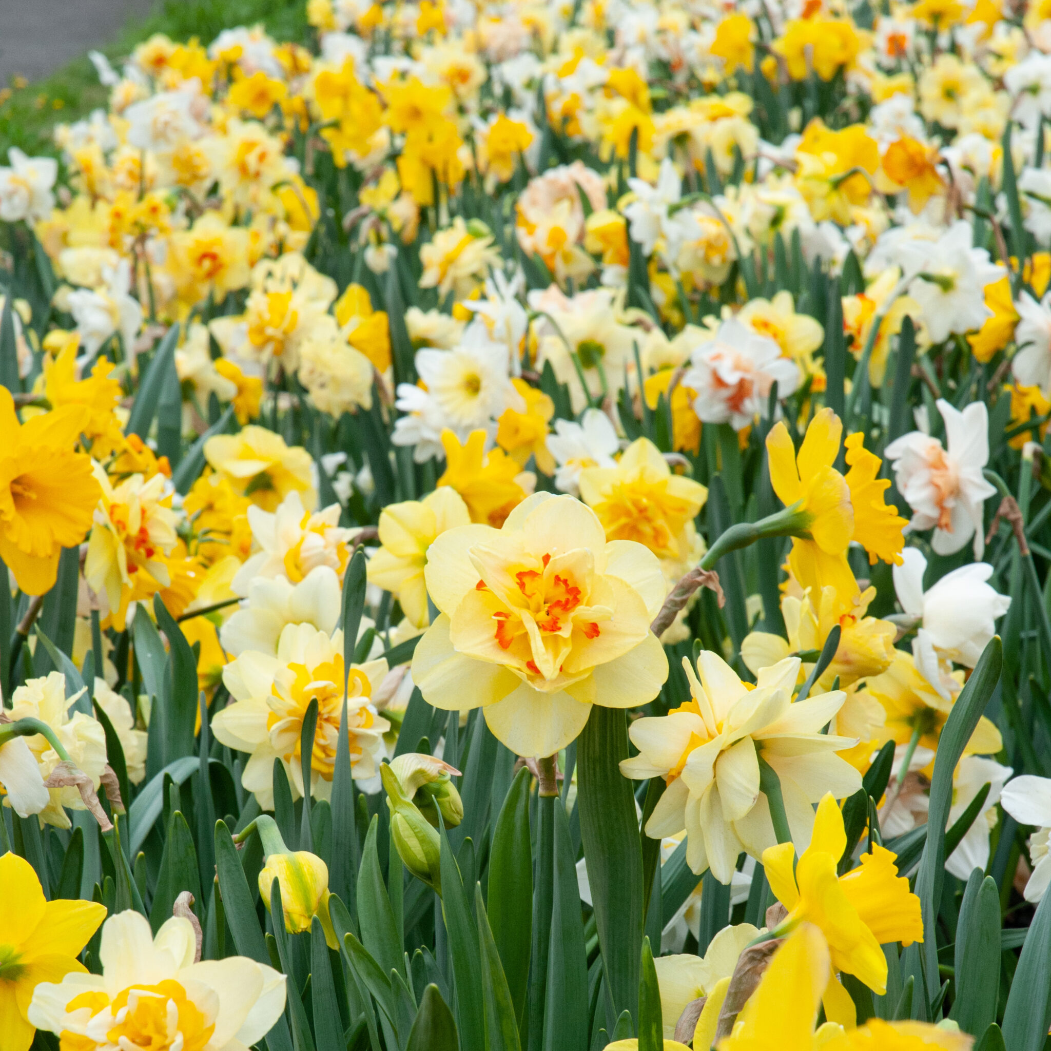 Double Daffodil Bulbs  Colorblends® Wholesale Flowerbulbs