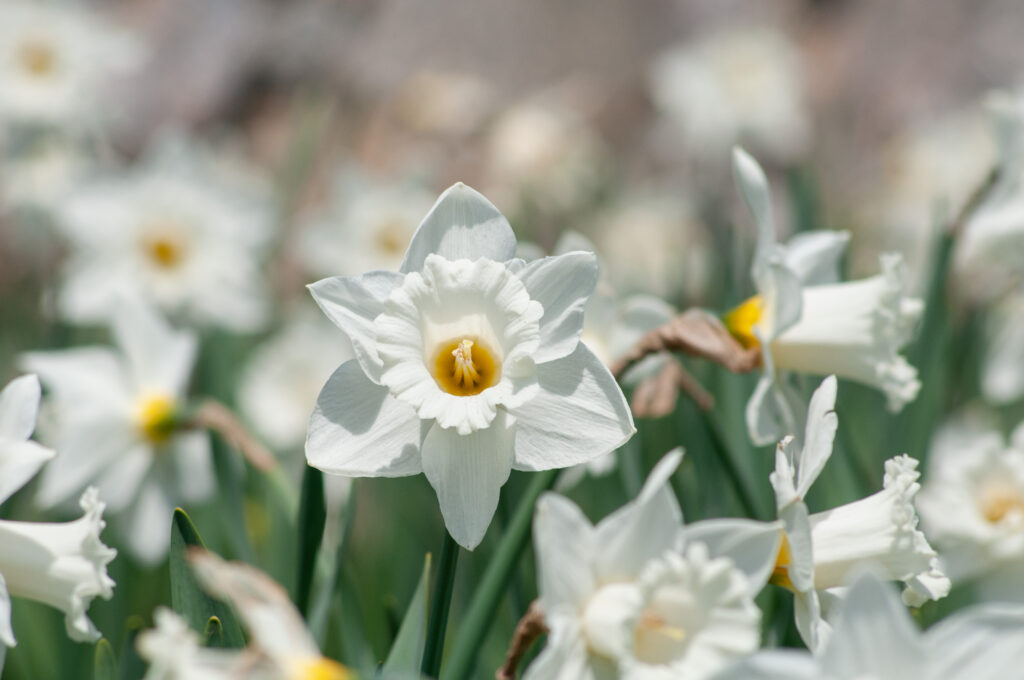 White trumpet daffodils Mount Hood from Colorblends.