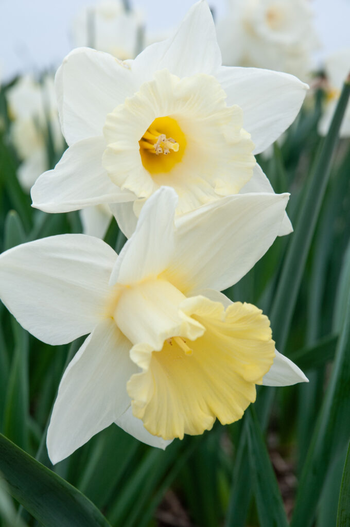 White trumpet daffodils with a creamy yellow nose, Mount Hood from Colorblends.