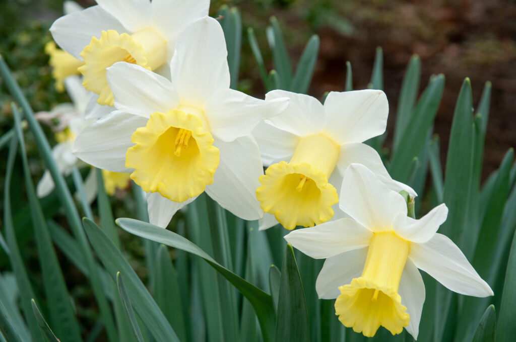 White trumpet daffodils with a creamy yellow nose, Mount Hood from Colorblends.