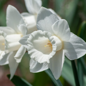 White trumpet daffodils Mount Hood from Colorblends.