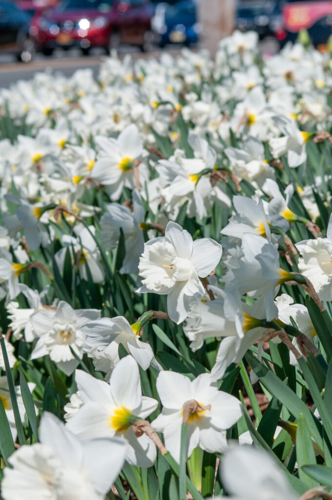 White trumpet daffodils Mount Hood from Colorblends.