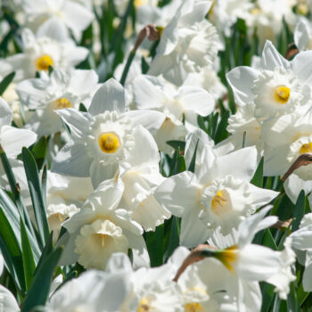 White trumpet daffodils Mount Hood from Colorblends.