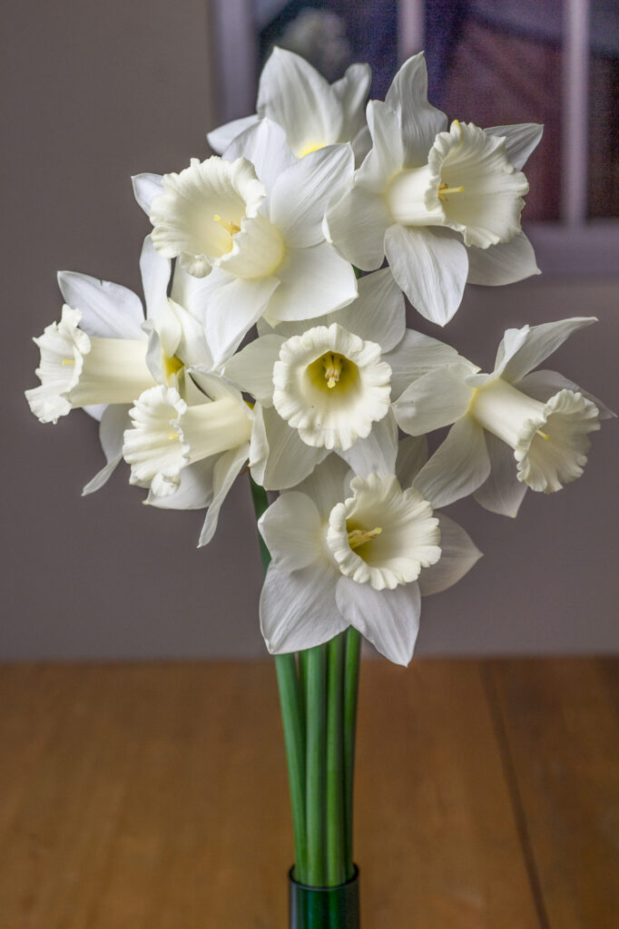 A vase of white trumpet daffodil cut flowers, Daffodil Mount Hood from Colorblends.
