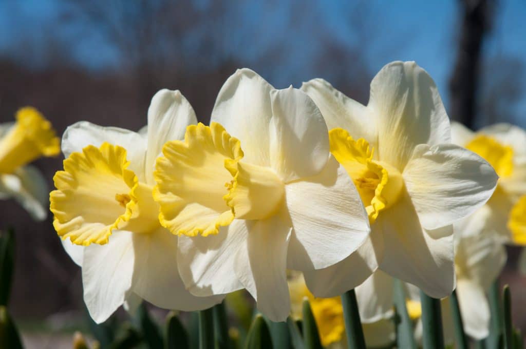 Ma Bell Daffodil Bulbs | Always Wholesale Pricing | Colorblends®