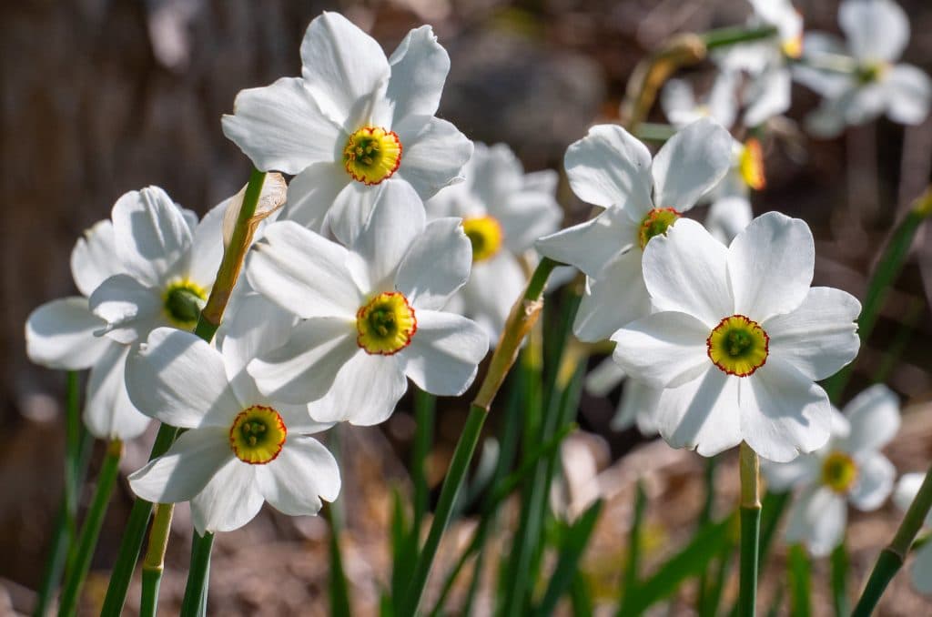Daffodil Oil (Narcissus poeticus) – Shoprythm