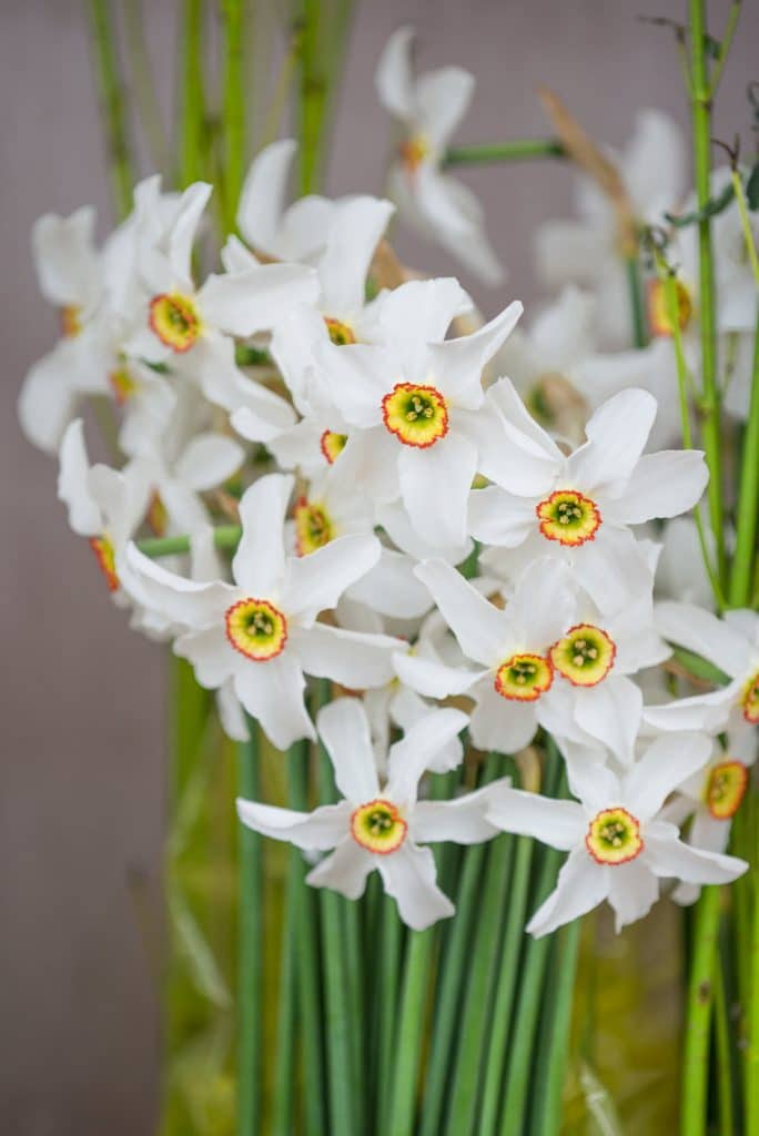 Daffodil Oil (Narcissus poeticus) – Shoprythm