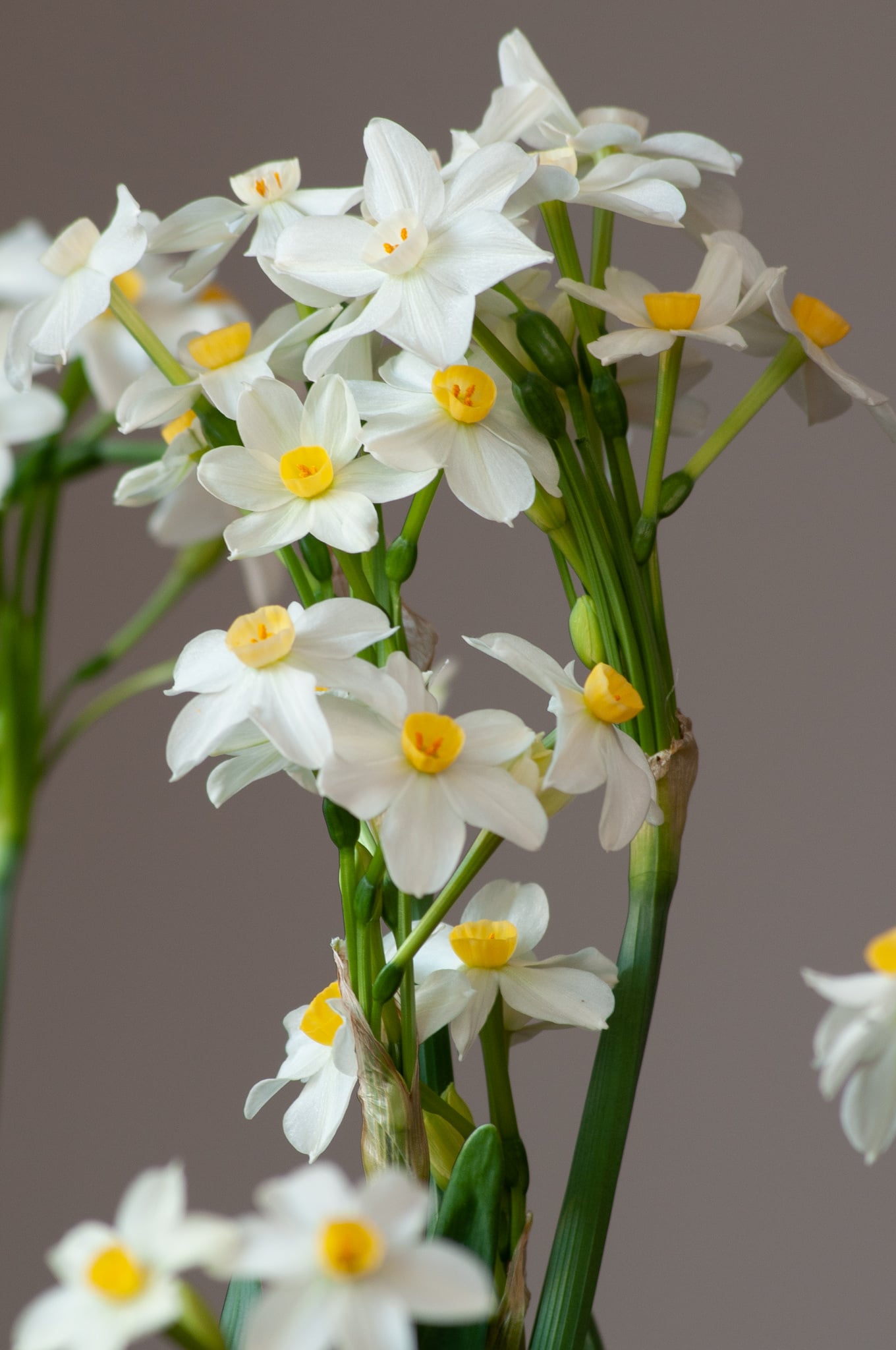 Wintersun Paperwhite Bulbs | Wholesale Pricing | Colorblends®