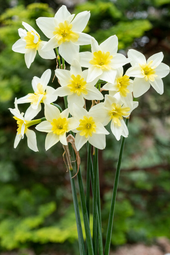 Cut flowers of delicate white petals with daisy-shaped small yellow cups, Daffodil Bella Estrella from Colorblends.
