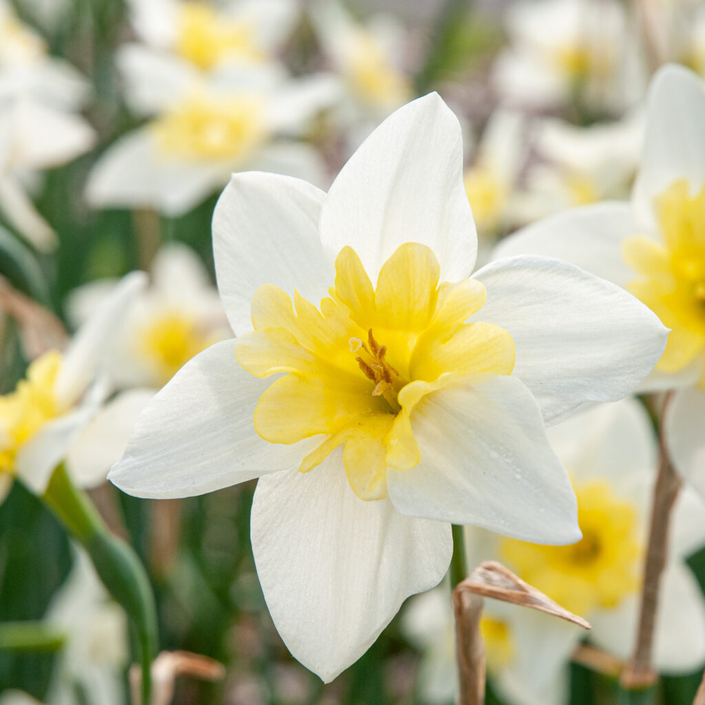 Flowers of delicate white petals with daisy-shaped small yellow cups, Daffodil Bella Estrella from Colorblends.