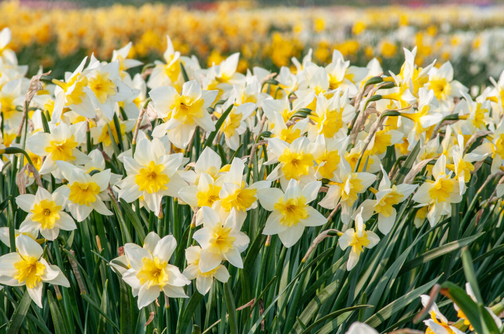 Flowers of delicate white petals with daisy-shaped small yellow cups, Daffodil Bella Estrella from Colorblends.