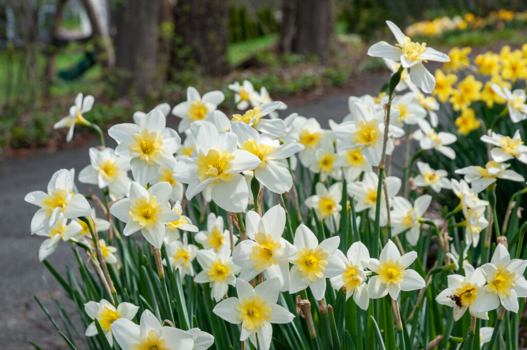 Flowers of delicate white petals with daisy-shaped small yellow cups, Daffodil Bella Estrella from Colorblends.