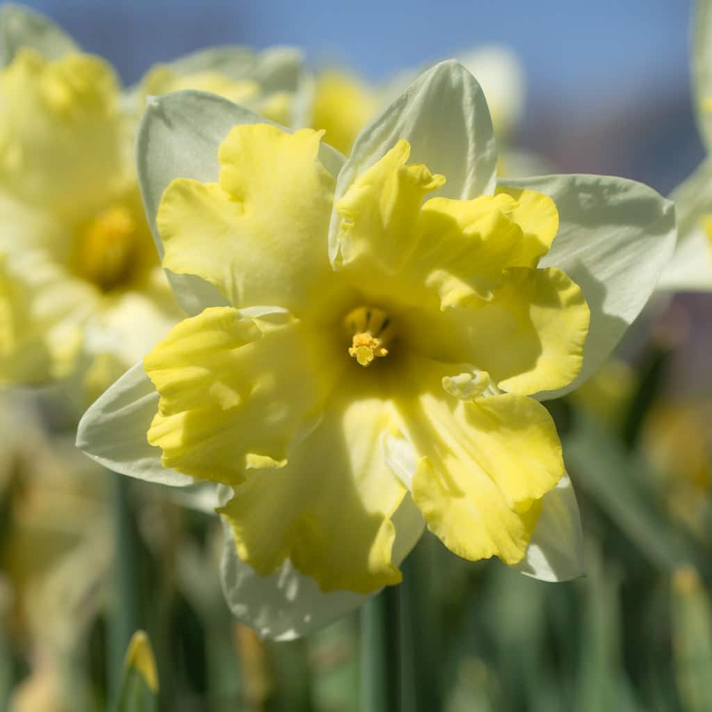 Split corona daffodils with buttery yellow cups and white petals, Daffodil Cassata from Colorblends.