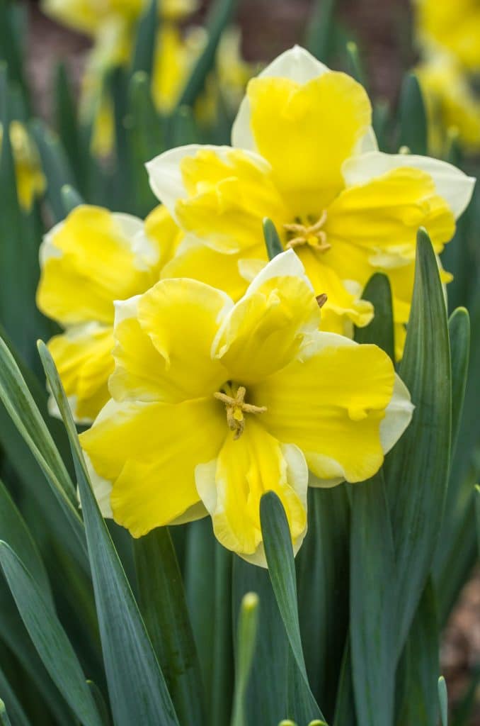 Split corona daffodils with buttery yellow cups and white petals, Daffodil Cassata from Colorblends.