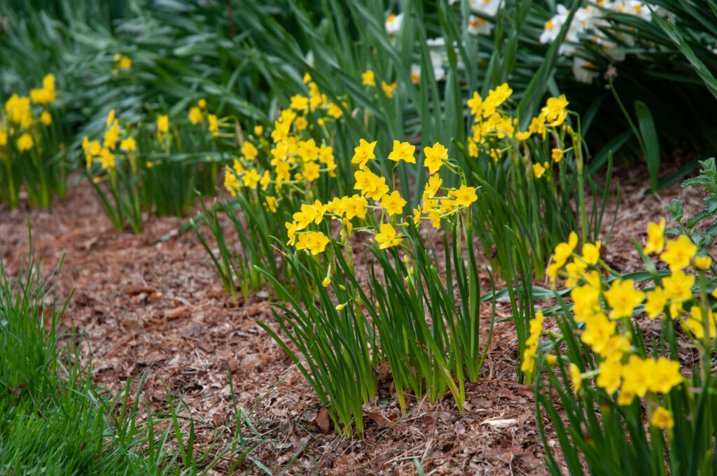 Clusters of miniature yellow jonquil daffodils in the landscape, Daffodil Baby Boomer from Colorblends.