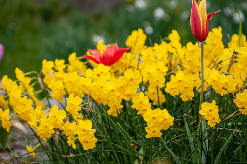 Miniature yellow jonquil daffodils, Baby Boomer from Colorblends.