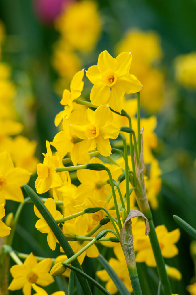 Miniature yellow jonquil daffodils, Baby Boomer from Colorblends.