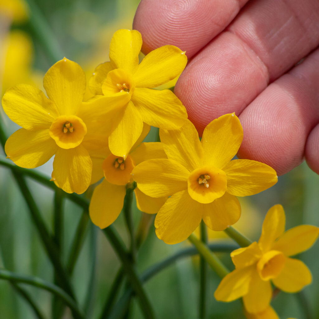A hand next to miniature yellow jonquil daffodil Baby Boomer from Colorblends. 