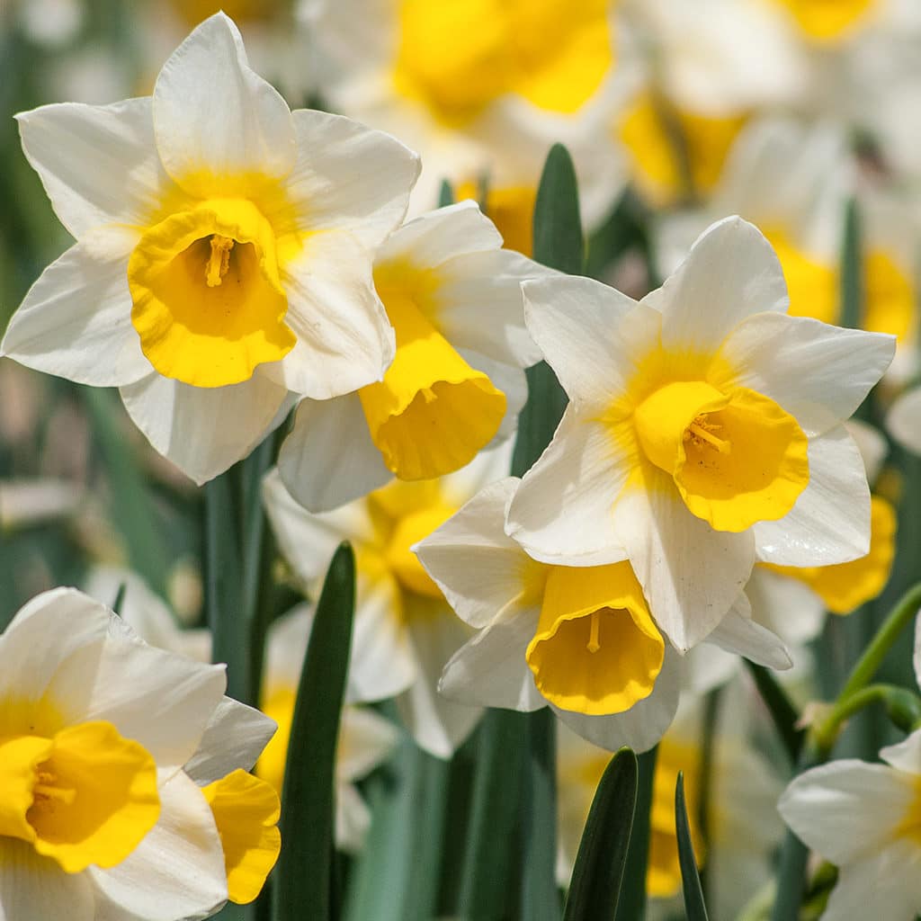 White jonquil daffodils with yellow cups that seep into the petals, Daffodil Golden Echo from Colorblends.