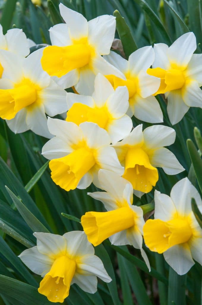 White jonquil daffodils with yellow cups that seep into the petals, Daffodil Golden Echo from Colorblends.