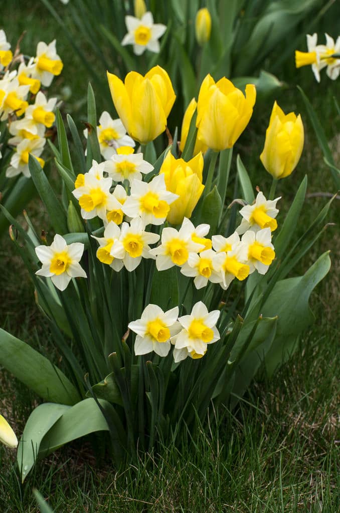 White jonquil daffodils with yellow cups that seep into the petals, Daffodil Golden Echo, blooming with yellow tulips, from Colorblends.