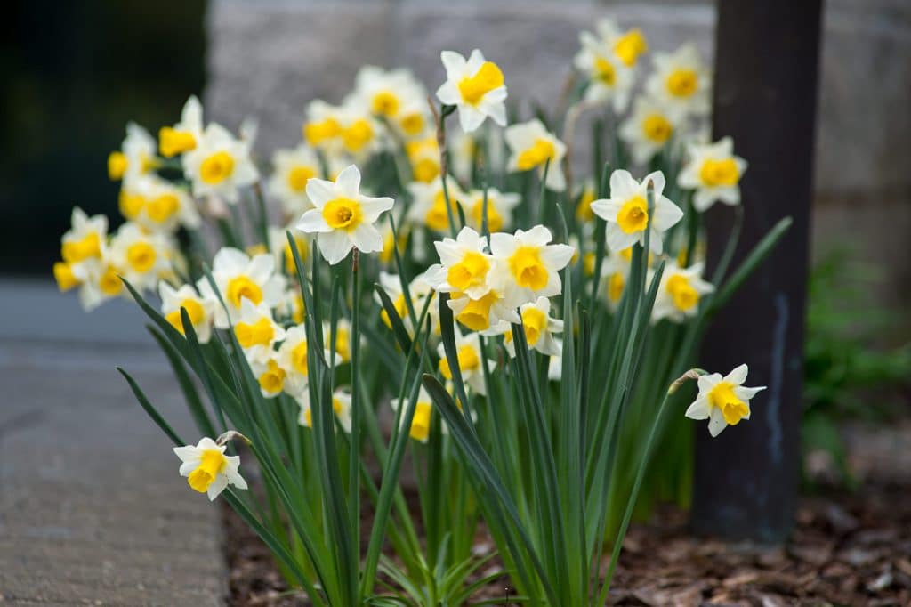 White jonquil daffodils with yellow cups that seep into the petals, Daffodil Golden Echo from Colorblends.