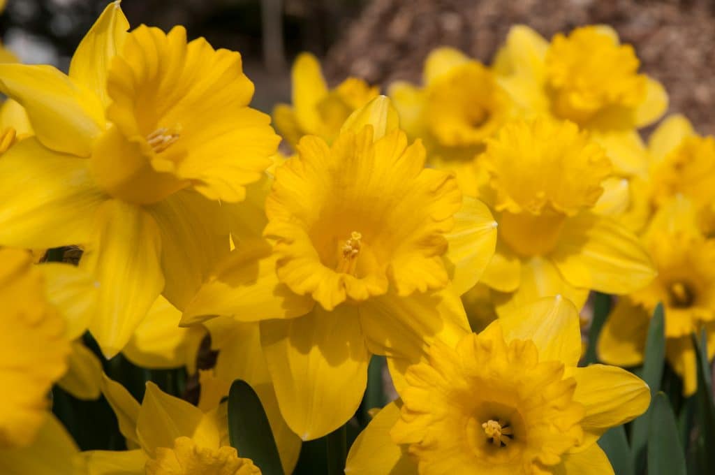 Large yellow Gigantic Star daffodils from Colorblends.