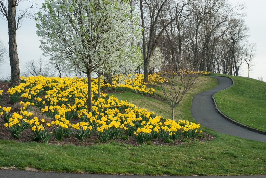 Beds of large yellow Gigantic Star daffodils from Colorblends in a public park.
