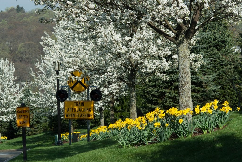 Beds of large yellow Gigantic Star daffodils from Colorblends in a public park.