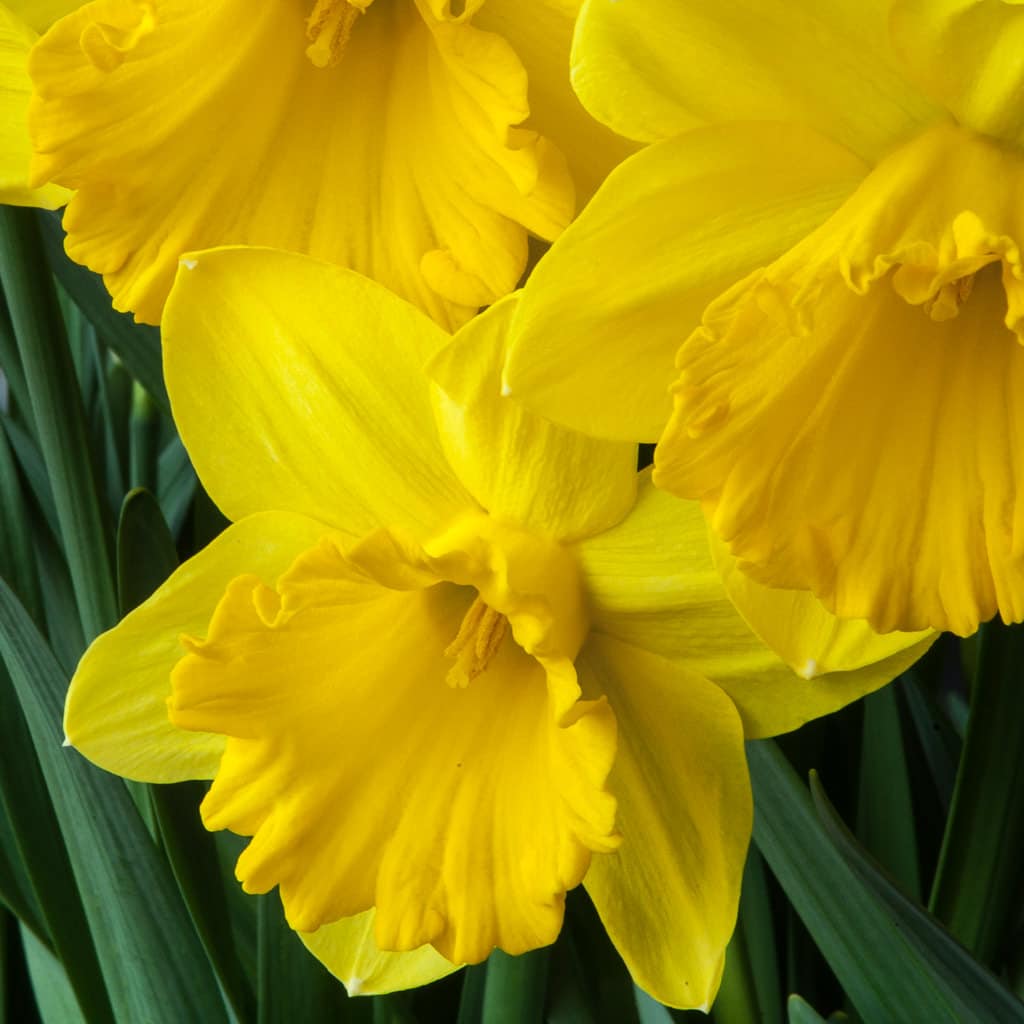 Large yellow Gigantic Star daffodils from Colorblends.