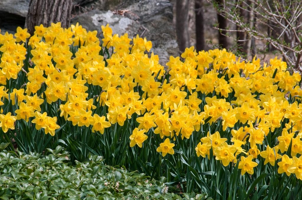 Large yellow Gigantic Star daffodils from Colorblends.