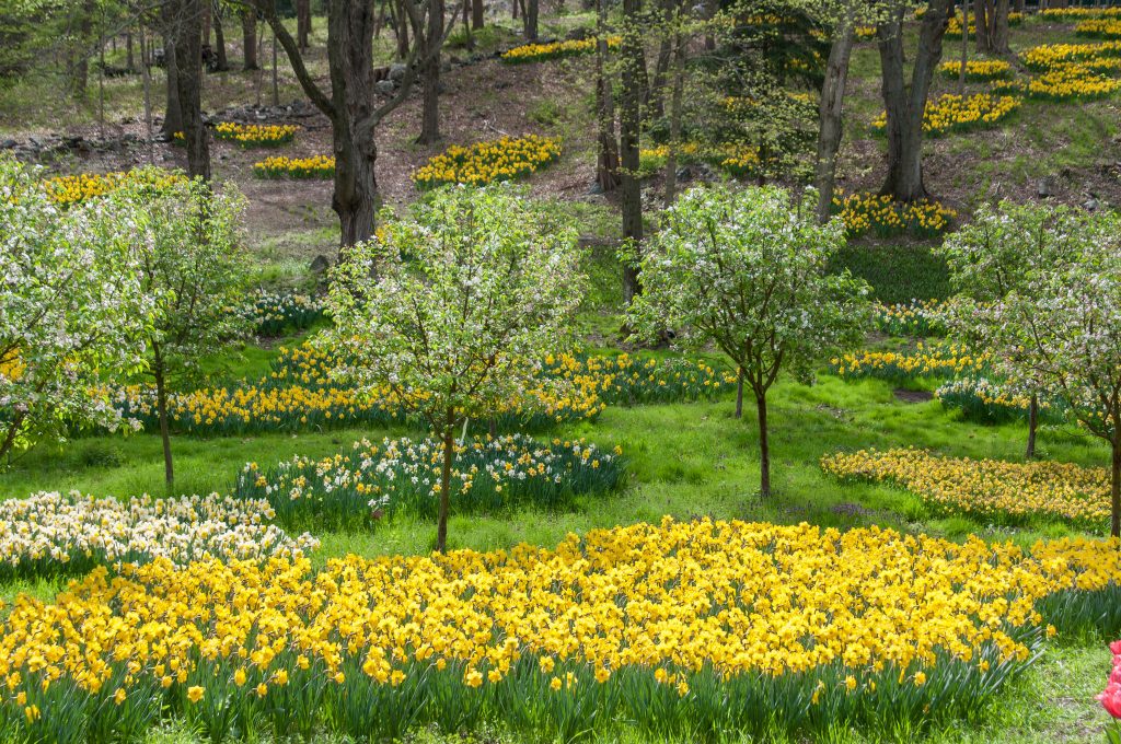 Beds of daffodils, including large yellow Gigantic Star daffodils from Colorblends.