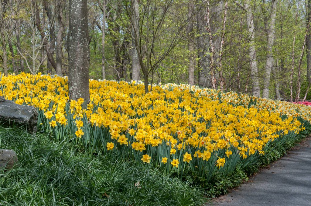 A bed of large yellow Gigantic Star daffodils from Colorblends.