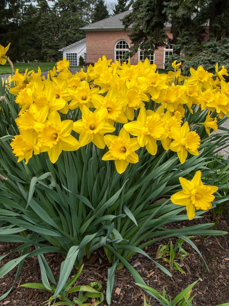 A cluster of large yellow daffodils, Gigantic Star from Colorblends.