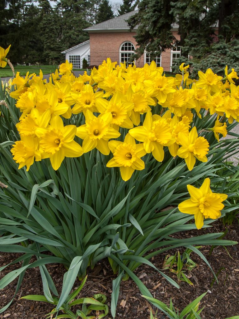 Gigantic Star Daffodil, Holland Bulb Farms