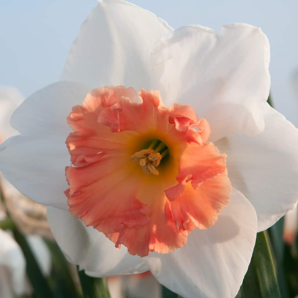 Daffodil Cornish Dawn, Always Wholesale Pricing