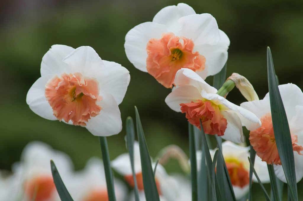 Daffodil Cornish Dawn, Always Wholesale Pricing