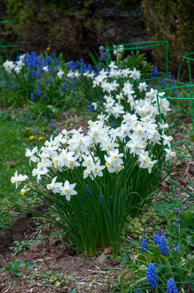 sailboat daffodil bulbs