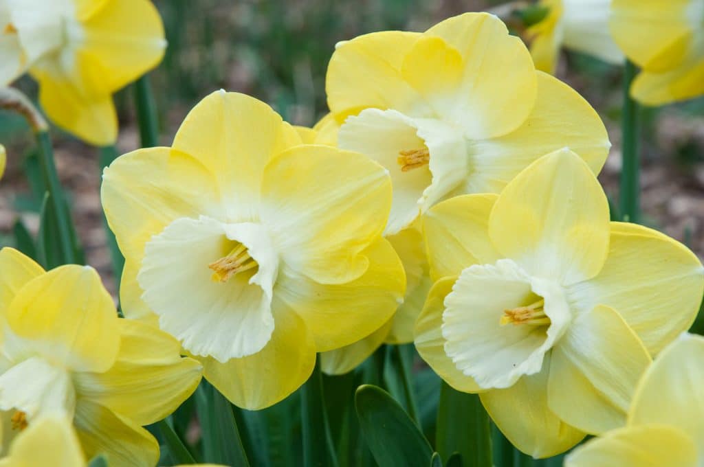 Avalon Daffodil Bulbs | Always Wholesale Pricing | Colorblends®