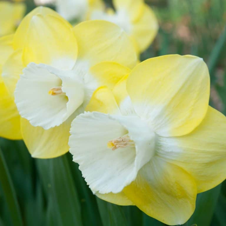 All Daffodils Dutch Flower Bulbs at wholesale prices Colorblends®