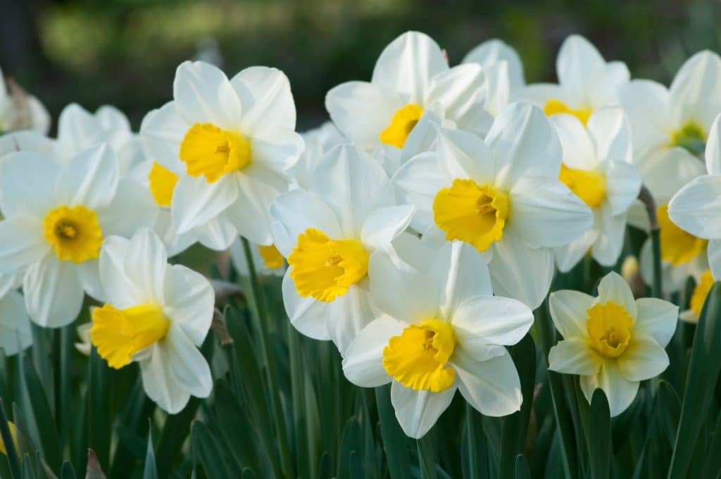 Merels Favourite Daffodil Bulbs | Wholesale Pricing | Colorblends®