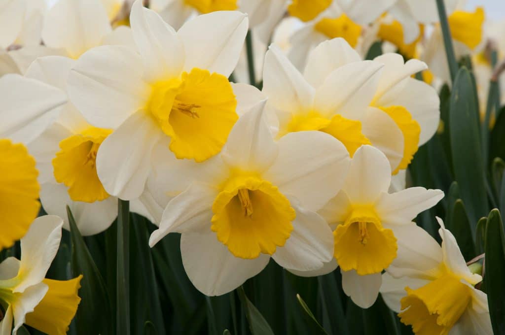 Merels Favourite Daffodil Bulbs | Wholesale Pricing | Colorblends®
