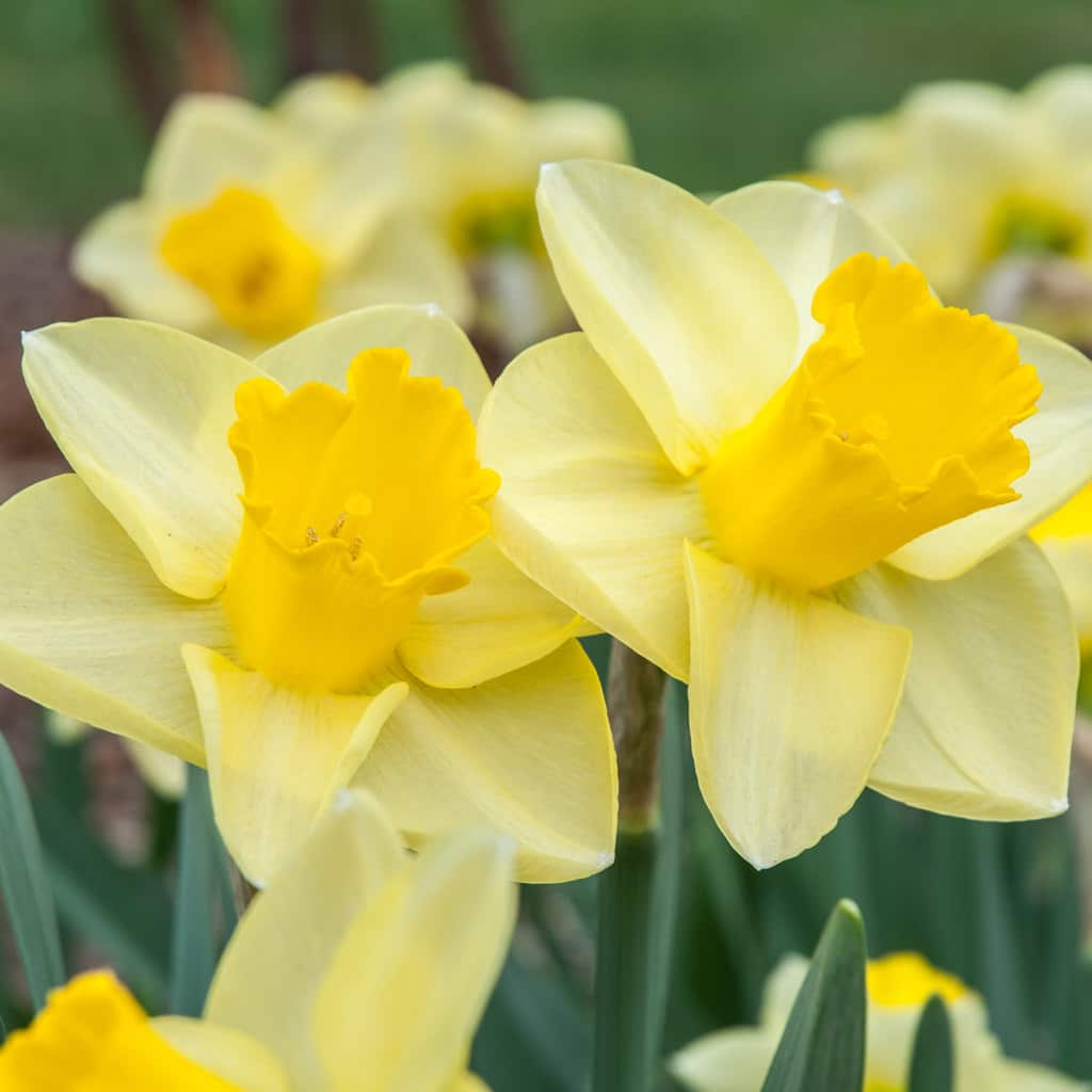 Creamy petals crowned with golden cups, Daffodil Golden Salome from Colorblends.