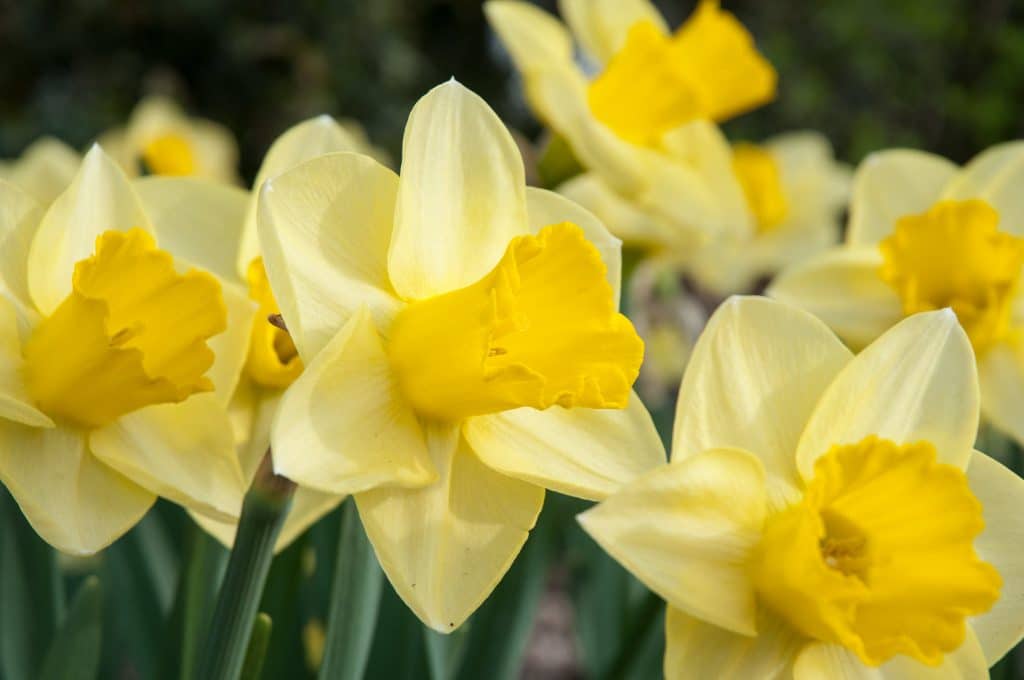 Creamy petals crowned with golden cups, Daffodil Golden Salome from Colorblends. 