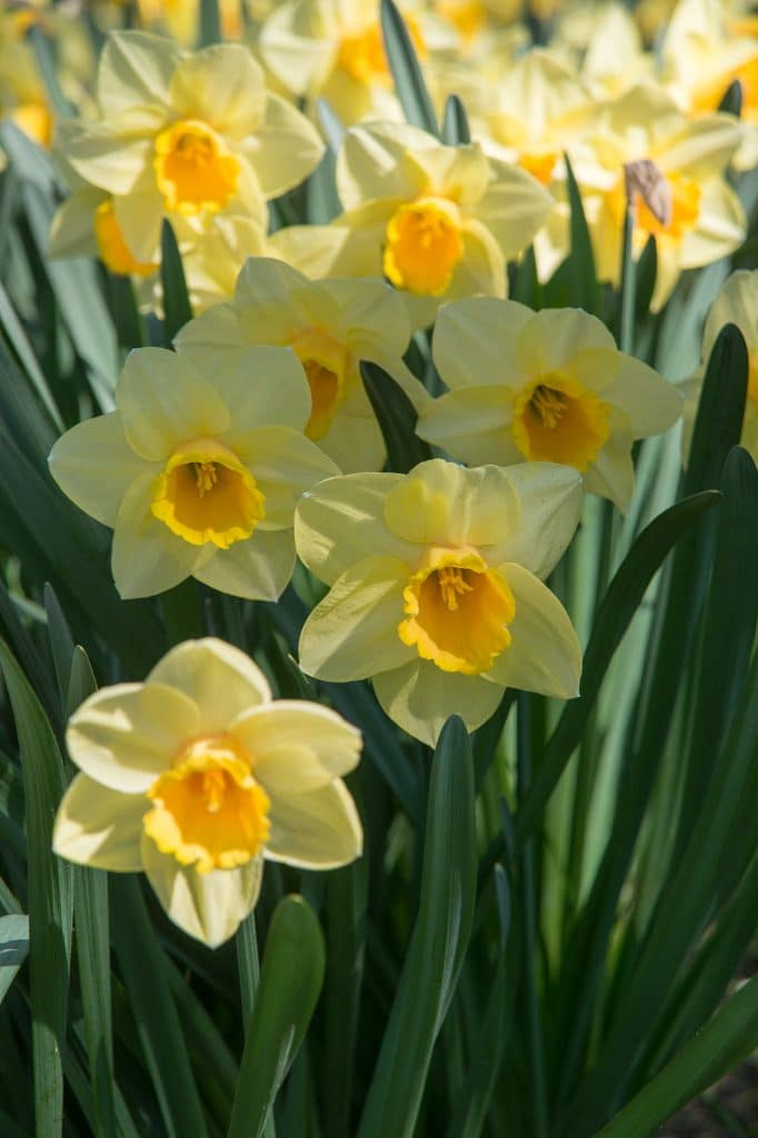 Creamy petals crowned with golden cups, Daffodil Golden Salome from Colorblends. 
