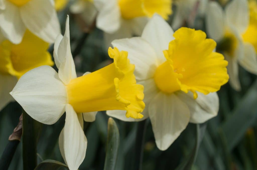 Large white daffodil flowers with big yellow trumpets, Daffodil Cornish King from Colorblends.